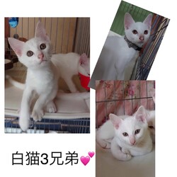 ねこ組福岡中央譲渡会in藤崎 サムネイル3