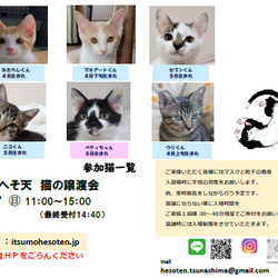いつもへそ天 猫の譲渡会