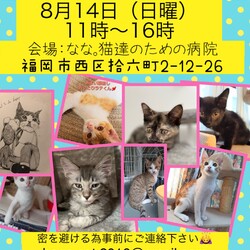 ねこ組福岡中央譲渡会at なな。猫達のための病院 サムネイル1