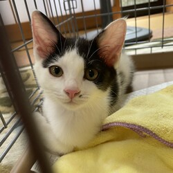 ねこ組福岡中央譲渡会at なな。猫達のための病院 サムネイル2