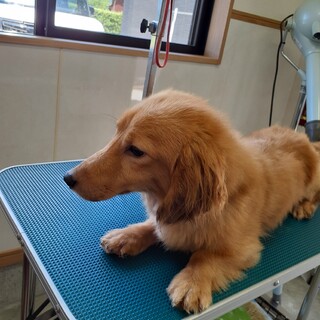 ダックスの男の子