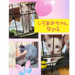 ねこ組福岡中央譲渡会at なな。猫達のための病院 サムネイル3