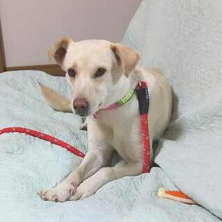 不妊手術済みラブ雑・ムダ吠えなし