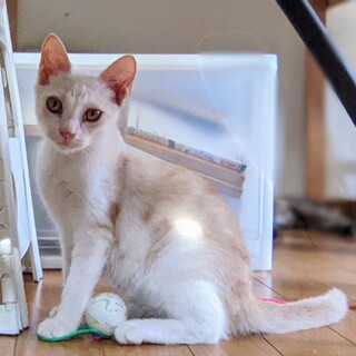 生後3〜4ヶ月　白＆薄茶色の女の子