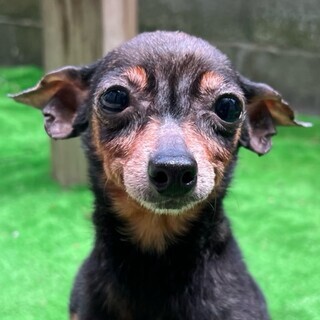 人が大好き！ホタテちゃん