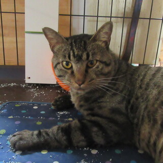 キジトラの男の子　しんちゃん　3才位