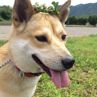 保健所からレスキュー♂せいちゃん☆天真爛漫です