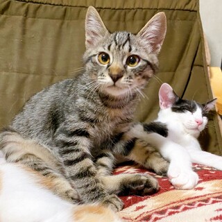 8/7西千葉ෆ⃛活発で甘えん坊ෆ⃛れんくん