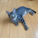 丸顔で表情豊かな子猫　トトロくん