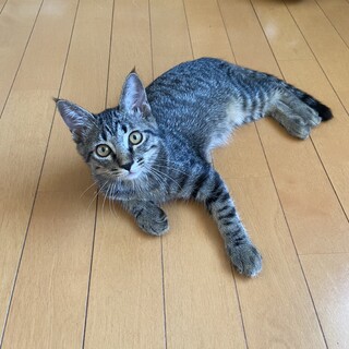 丸顔で表情豊かな子猫　トトロくん
