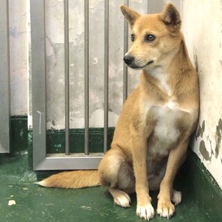 温かいおうちの子になれますように