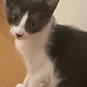 【生後3ヶ月】やんちゃなハチワレ猫メス