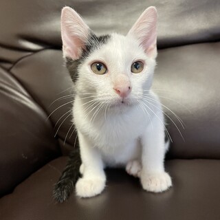 【兄弟】ななちゃん♂