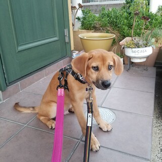 わんぱくな甘えん坊栄くん❤4ヵ月位の男の子