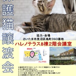 【こねこがいっぱい】9/4(日)ハレノテラス保護猫譲渡会 サムネイル1