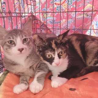 ２匹一緒に❤️仲良しきょうだいパプ＆リカ