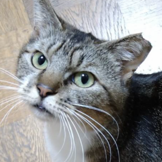 とことん甘えます♪みかんちゃん