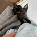 3ヶ月 甘えん坊の黒猫（メス）