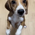 ビーグル②♀推定1歳半〜3歳