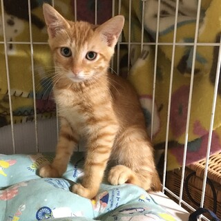 ☆シャーベットオレンジ♡レアな茶トラ女子いよ