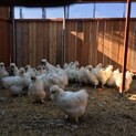 白烏骨鶏オス＆メス　合計だいたい６０匹くらい