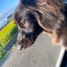 活発な２歳のワンちゃんです！ 【トライアル中です】 サムネイル3