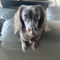 活発な２歳のワンちゃんです！ 【トライアル中です】