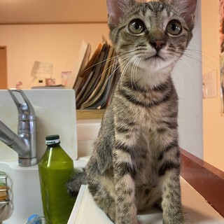 しっぽが不思議なみのるくん