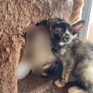 3ヶ月のマーブル柄の女の子