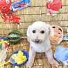 甘えん坊のビションフリーゼ 女の子 8-10歳 サムネイル2