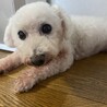 甘えん坊のビションフリーゼ 女の子 8-10歳 サムネイル3