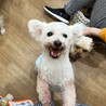 甘えん坊のビションフリーゼ 女の子 8-10歳 サムネイル4