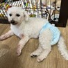 甘えん坊のビションフリーゼ 女の子 8-10歳 サムネイル5