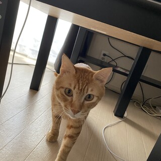 茶トラの成猫です！