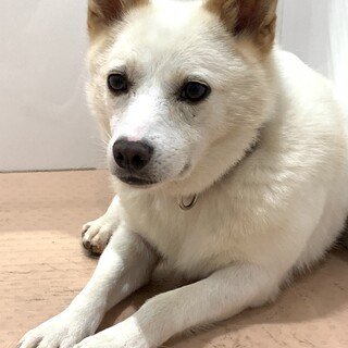 白くてかわいいお散歩上手なマンサーノちゃん