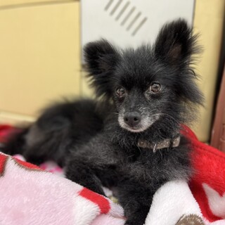 信頼した人には全力で甘えたい♡ポメの女の子5-7歳