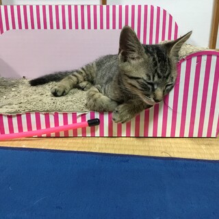 大人しく弱々しいと思いきや…