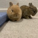 赤ちゃんうさぎ4匹