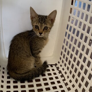 2ヶ月のキジトラの女の子