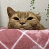 の写真
