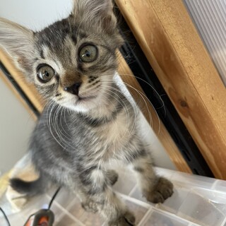 2ヶ月の黒トラ長毛の女の子