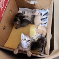 5匹の子猫の里親さん募集します