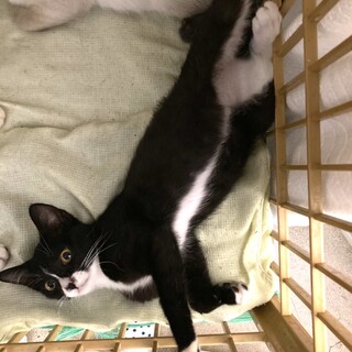 急募!去勢手術後にリリース予定のハチワレ兄弟