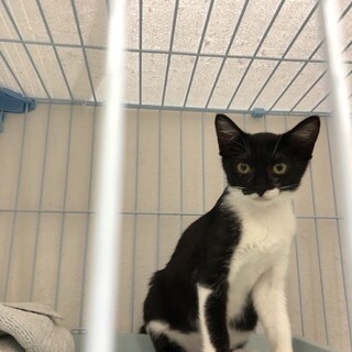 急募!去勢手術後にリリース予定のハチワレ兄弟 黒白