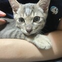 元気なサバトラ子猫♂