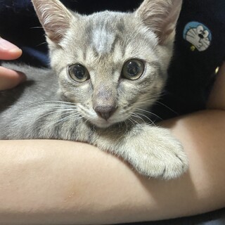元気なサバトラ子猫♂