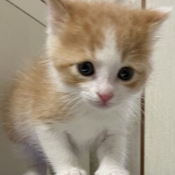 第171回　にゃん☆ぴーす猫譲渡会