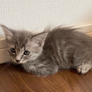 【急募】生後1カ月半子猫たちの里親さんを募集します