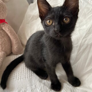 撫でられるの大好きサロメちゃん