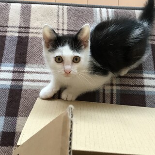 里親を募集します！元気な男の子です！